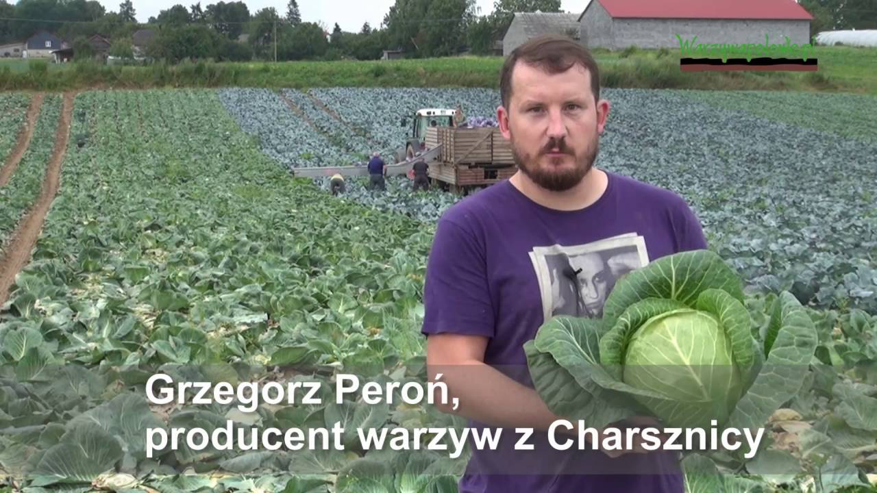 Polecane i oceniane wczesne odmiany kapusty