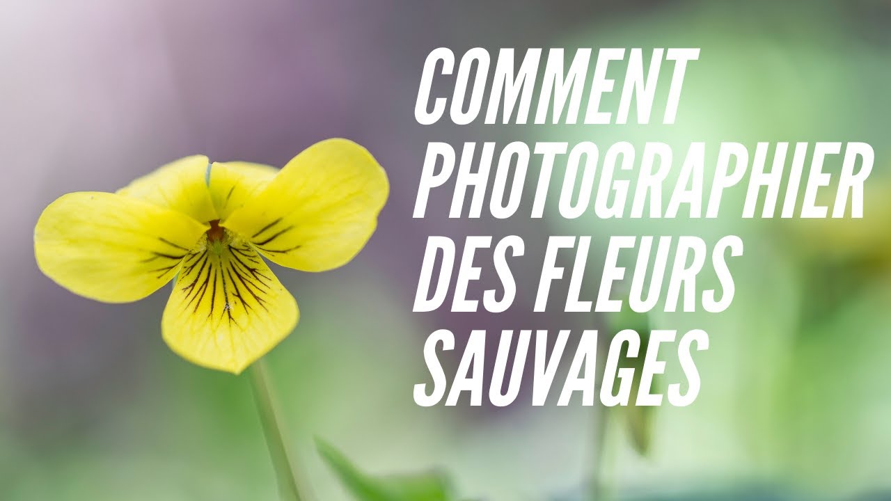 [Tuto MACRO PHOTO]: Trucs et conseils pour photographier des fleurs