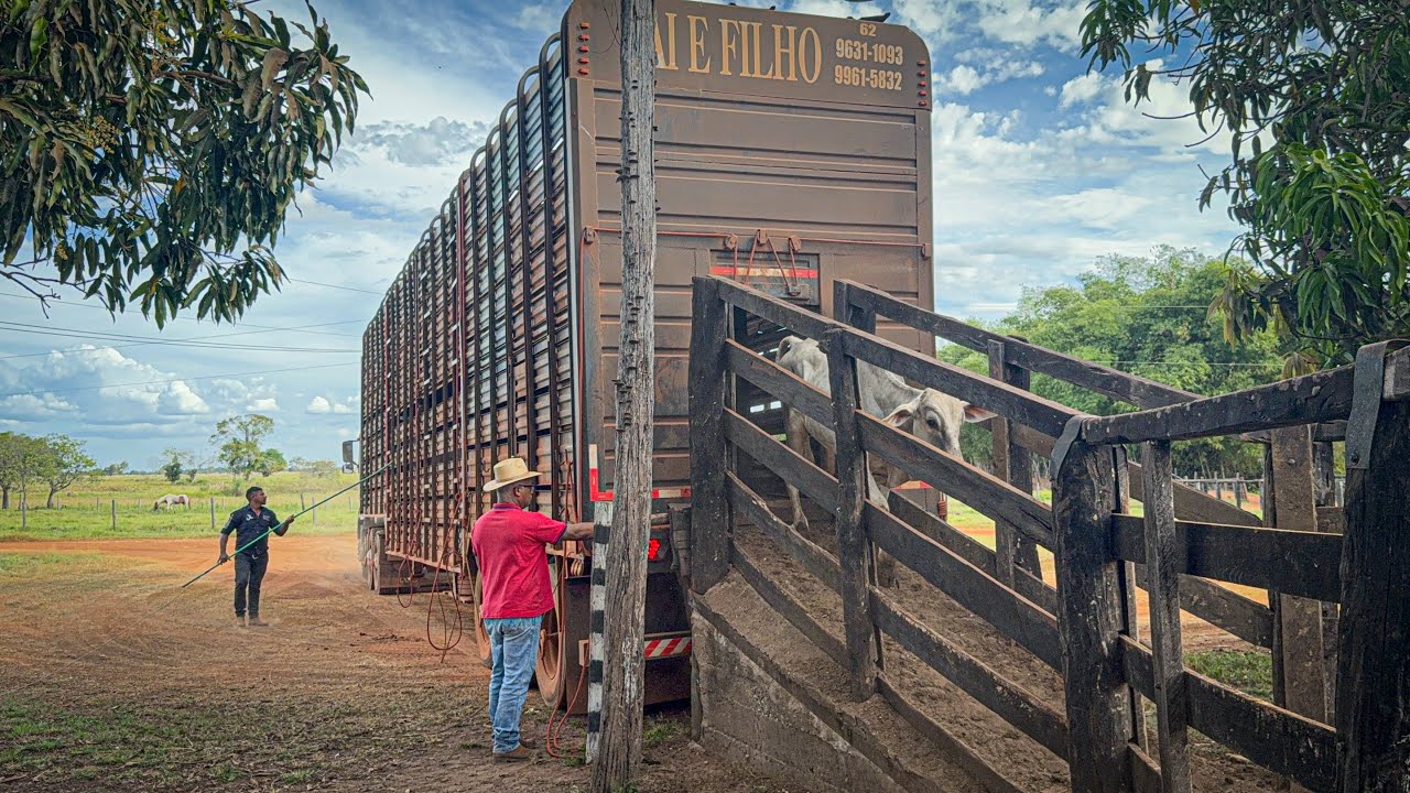 Mais reposição chegando na fazenda .