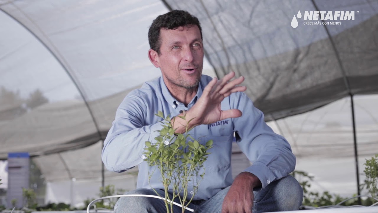 DIY - HAZLO TÚ MISMO: Soluciones Netafim para cultivo de berries en Hidroponía