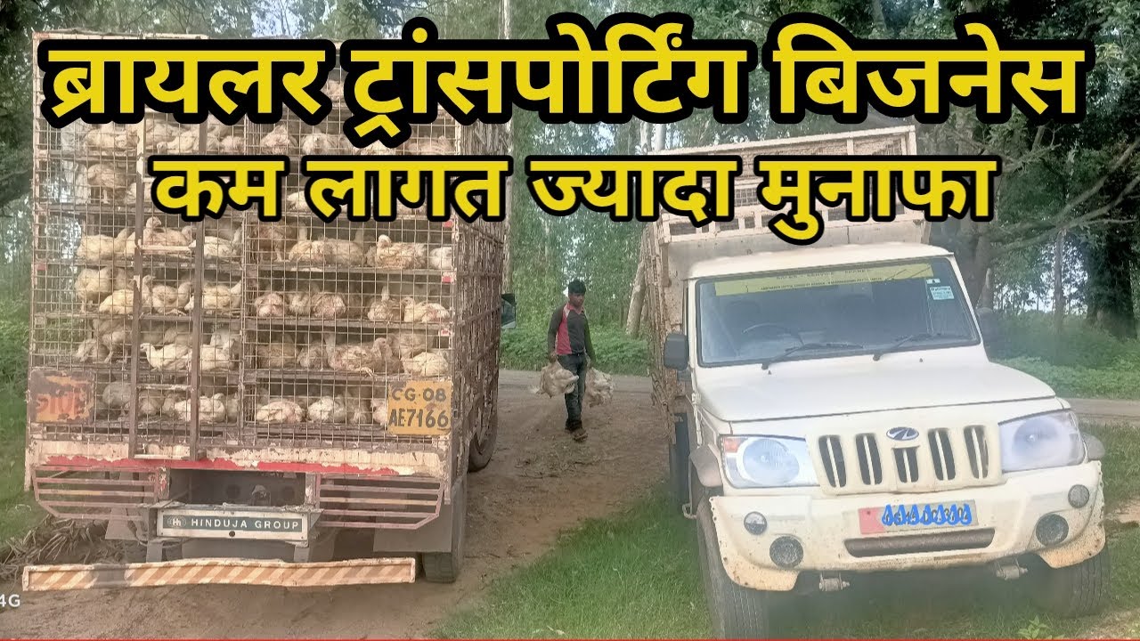 ब्रायलर ट्रांसपोर्टिंग बिजनेस कम लागत ज्यादा मुनाफा Murgi Supply, Poultry Broiler Supplier Business
