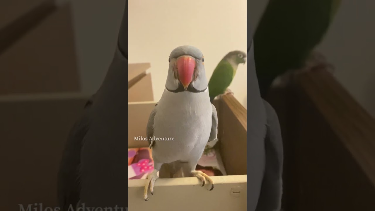 Parrot brothers talking to each other