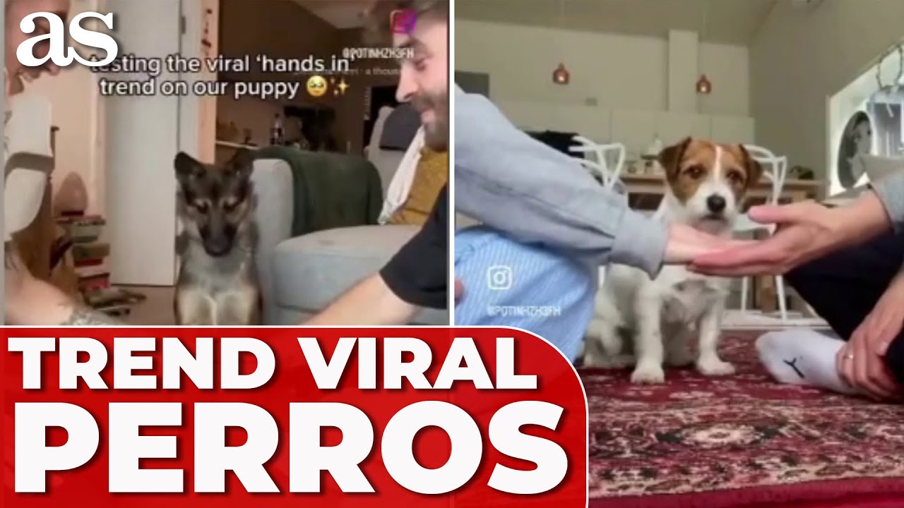 DIFERENTES TIPOS de REACCIONES de PERROS al TREND VIRAL de las MANOS