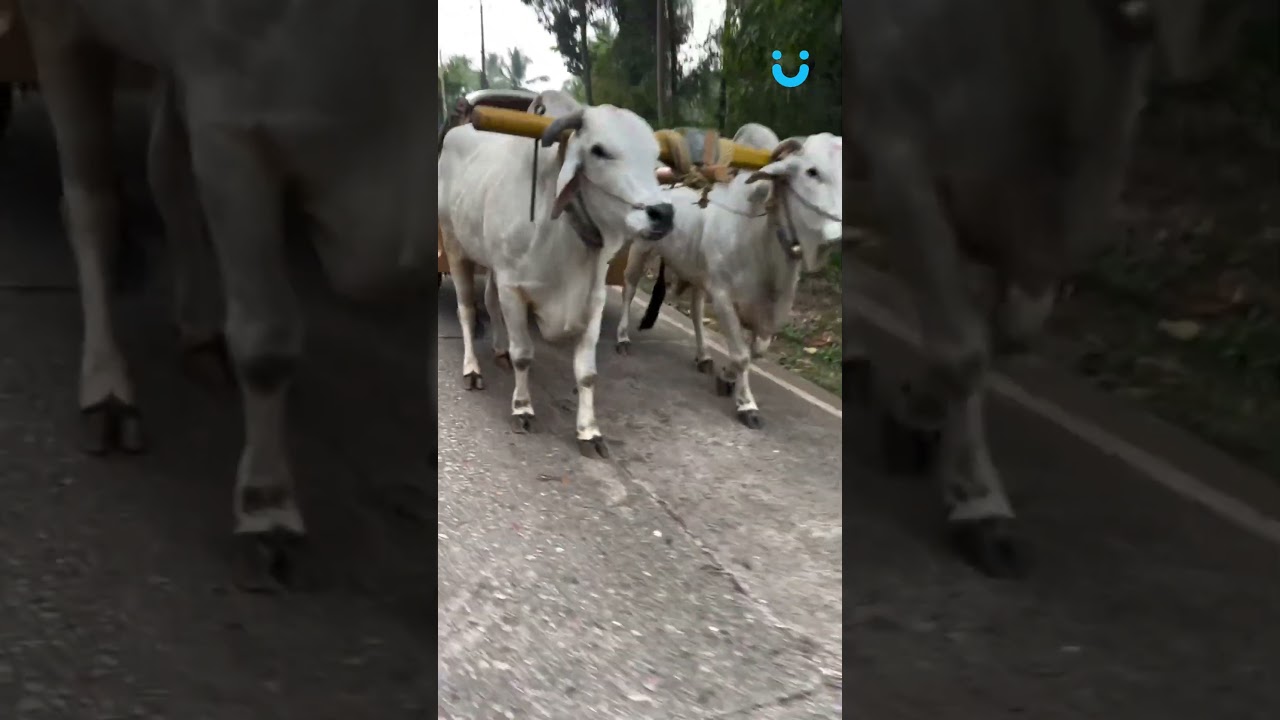 VERSÃO FLEX: CAPIM OU DIESEL