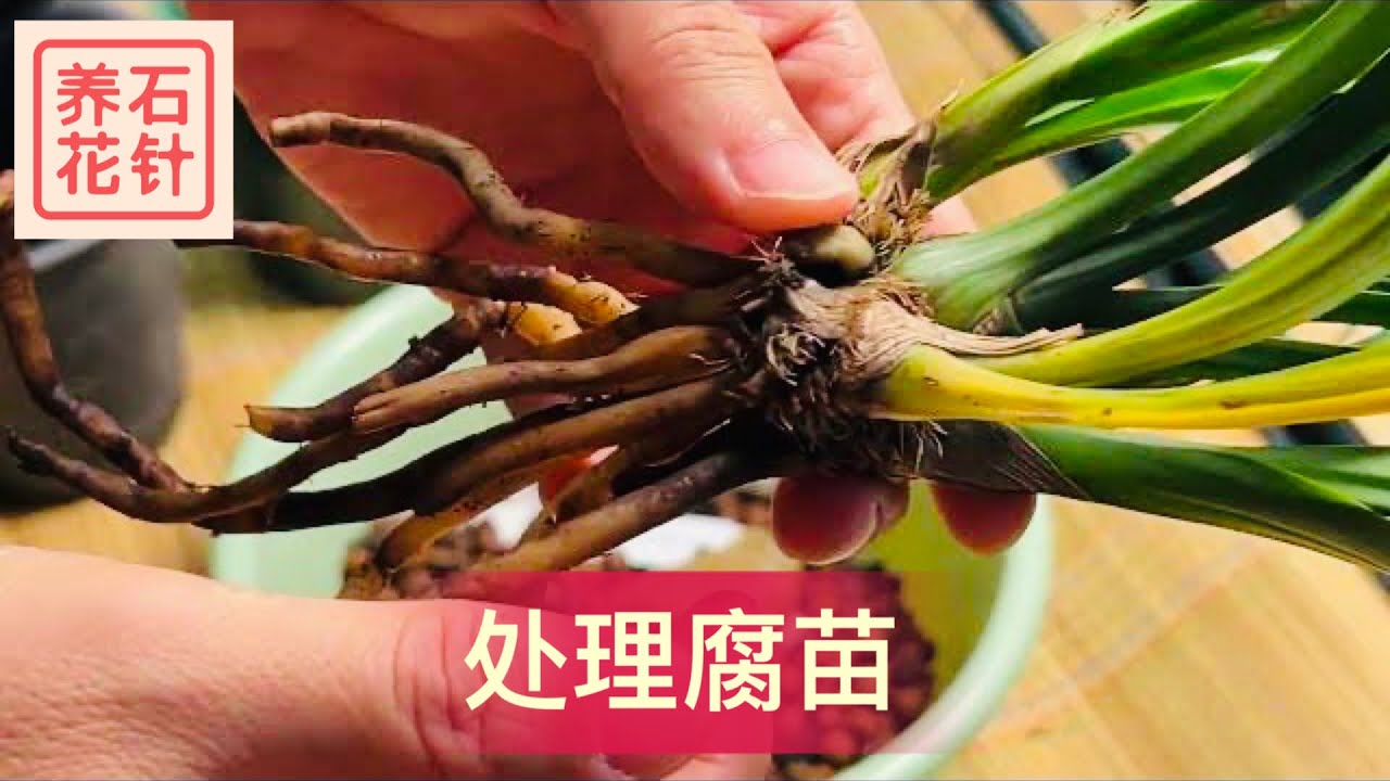 国兰腐苗，要马上翻盆，及时处理