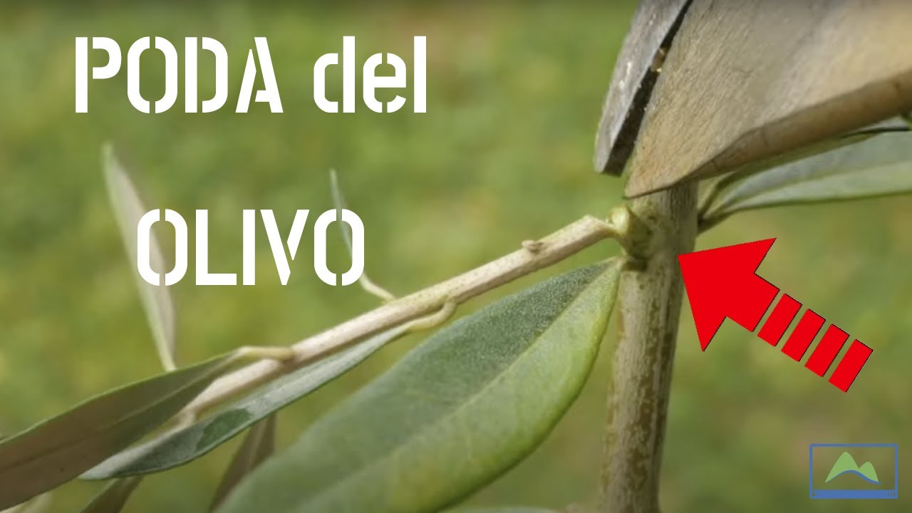 PODAR un OLIVO desde cero 🌳🫒 3 etapas que debes conocer #LdN #frutiCULTURA