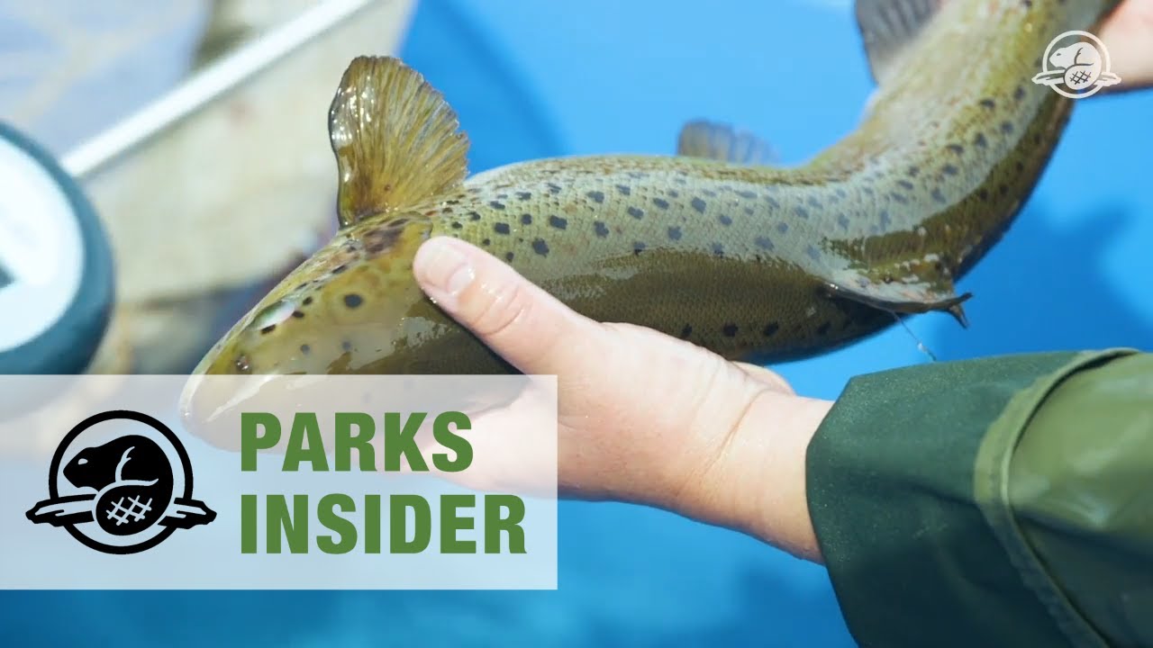 Inner Bay of Fundy Atlantic Salmon Recovery