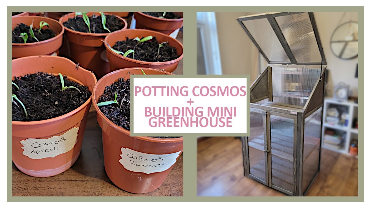 POTTING ON COSMOS + BUILDING A MINI GREENHOUSE - MARCH VLOG