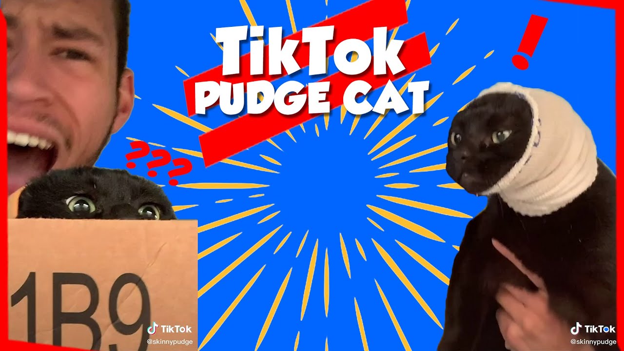 TikTok Pudge Cat Memes #1 | This is Cat