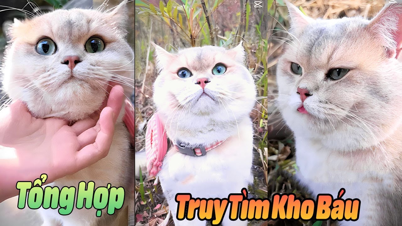 Tổng Hợp Truy Tìm Kho Báu Của MiMi p1 Tập Dài #thúcưng #vậtnuôi #chómèohàihước #funny