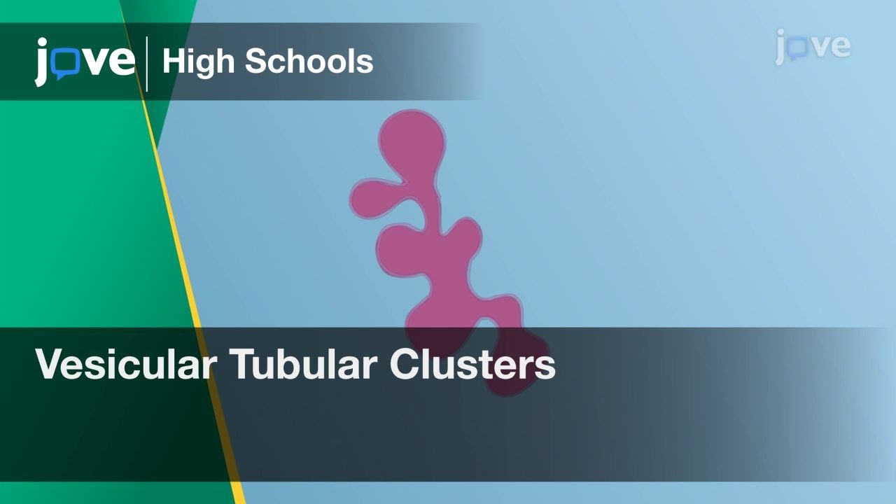 Vesicular Tubular Clusters | Cell Bio | Video Textbooks - Preview