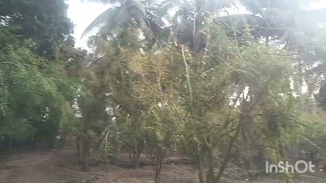 விவசாய நிலம் விற்பனைக்கு