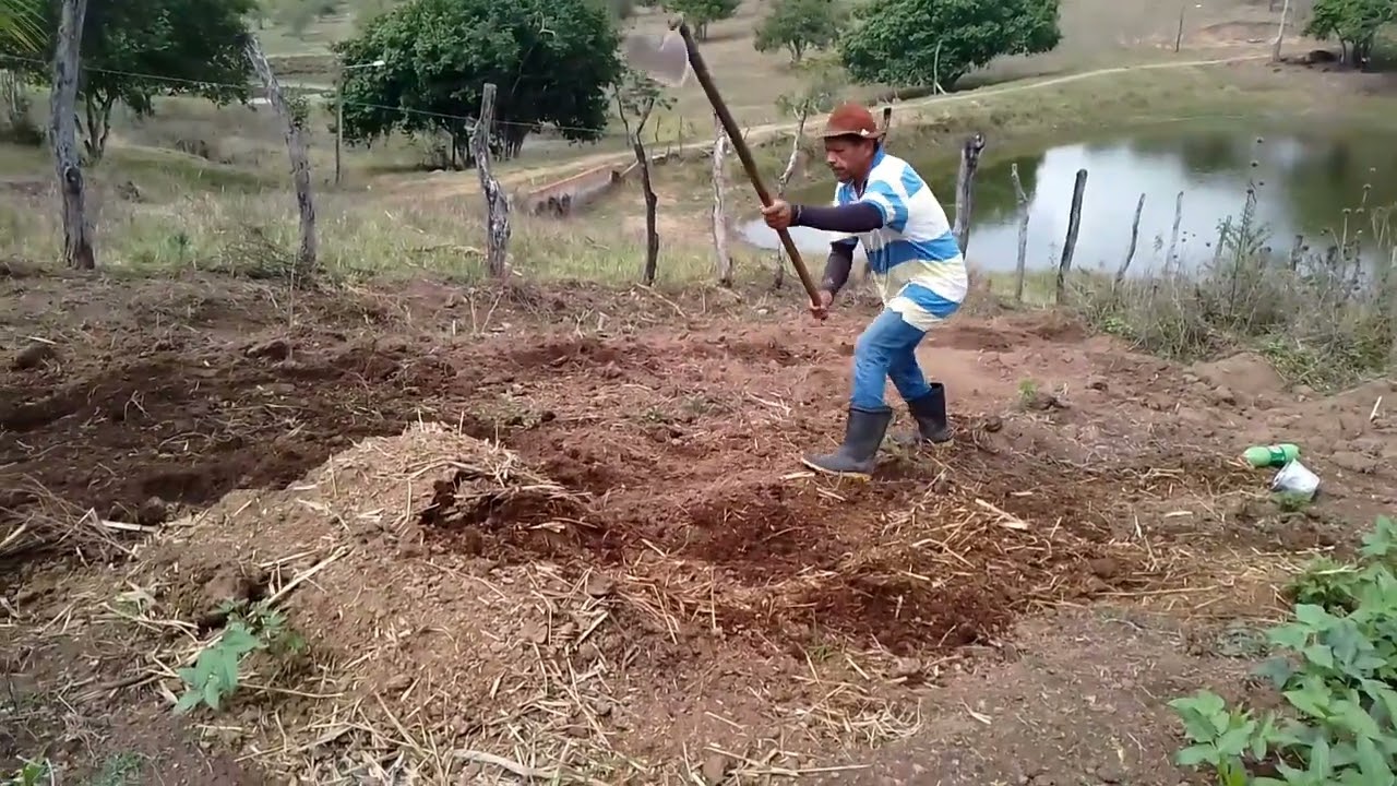 ZE FOI  BUSCA COMIDA PARA AS GALINHAS E  QUANDO CHEGOU FOI  PLANTAR MILHOS. 
