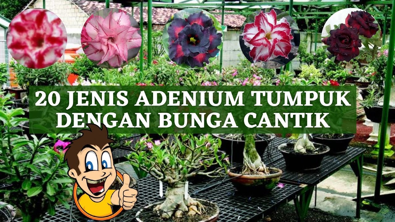 20 Jenis Adenium Dengan Bunga Cantik