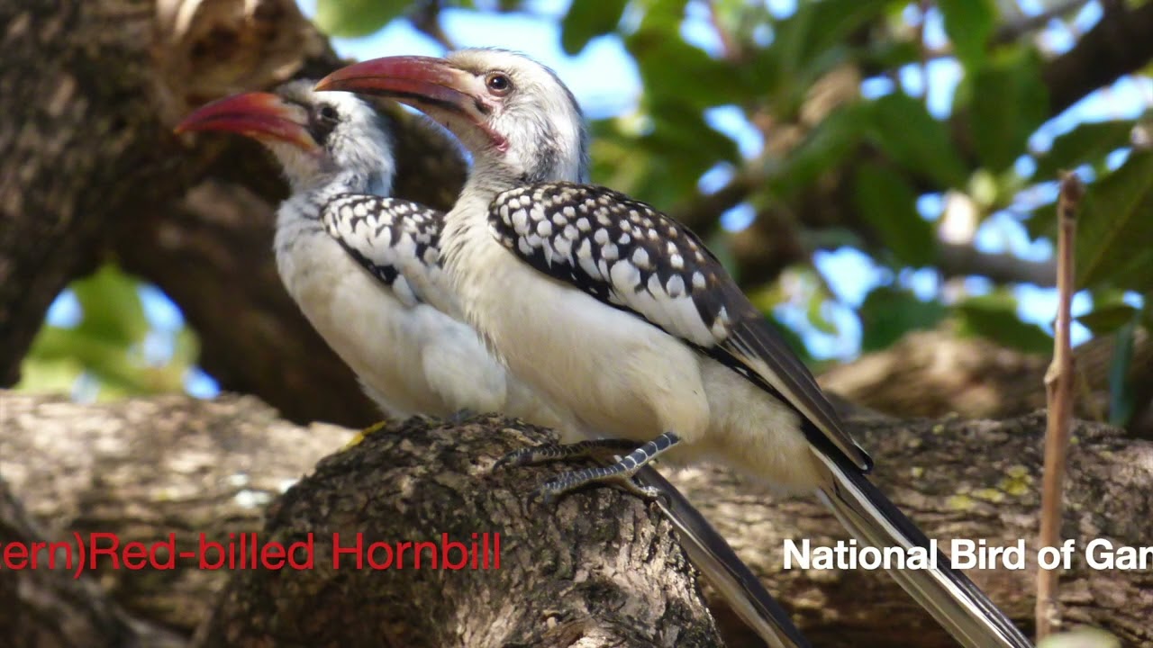 Birding The Gambia Part 1 - 2015