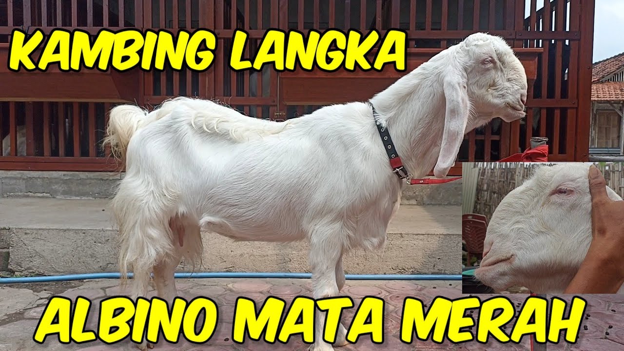 Kambing Langka Albino Mata Merah | Kambing Unik Incaran Para Kolektor