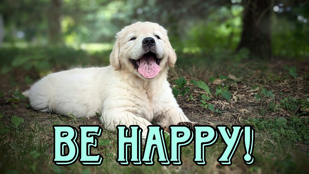 Golden Retriever Puppy Life (The Bonus Litter)