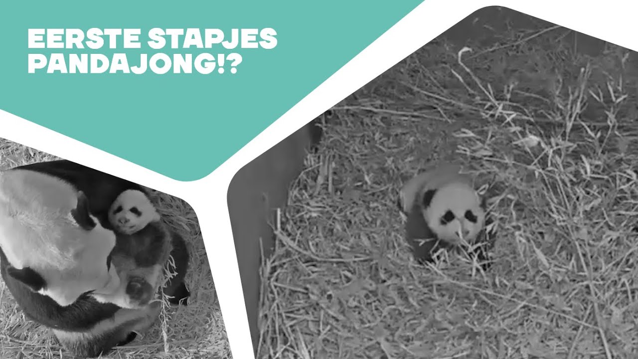 🐼 PANDAKRAAMHOLCAM #9 - PANDAJONG BUITEN KRAAMHOL | Kraamholbeelden reuzenpandajong in Ouwehand 2024