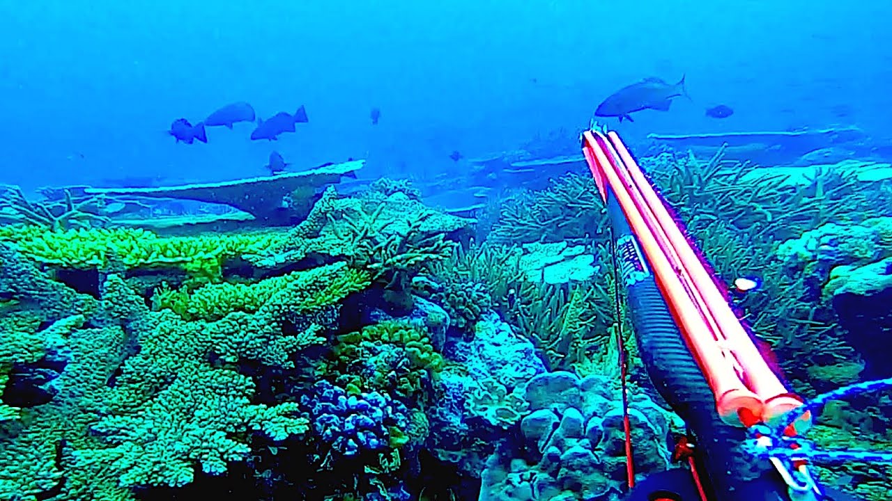 Spearfishing UNTOUCHED Reefs.
