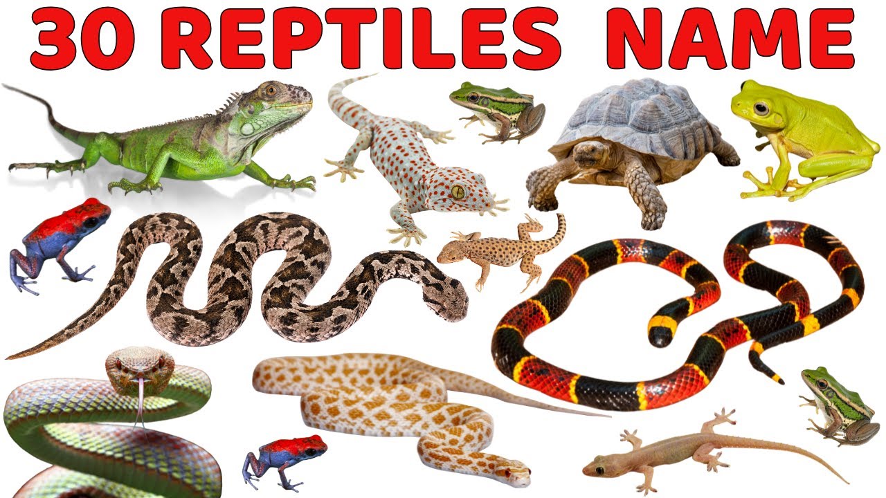 Reptiles for Kids | Reptile Animals & Sounds | Fun Facts and Names | Educational Video