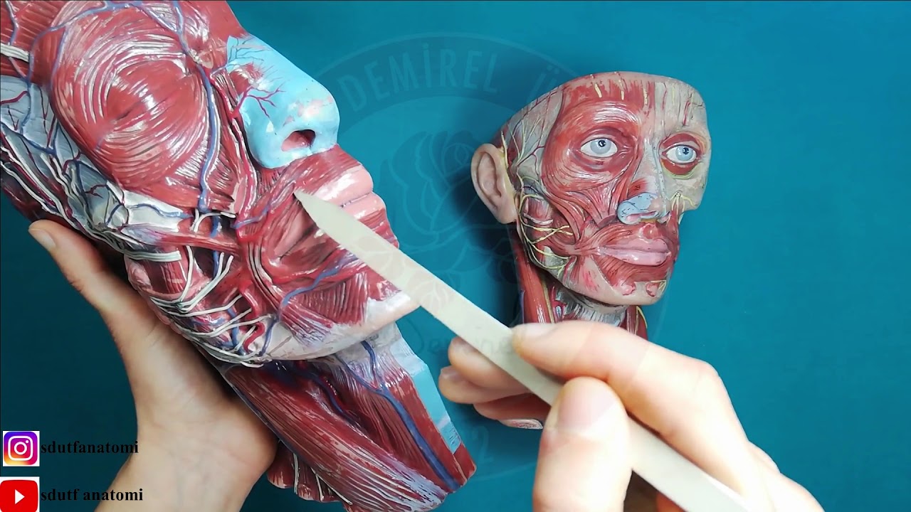 Ağız Boşluğu (Cavitas Oris) Anatomisi