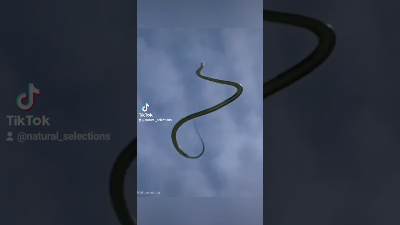 Snakes that FLY!? #vultureculture #weirdhistory #herpetology #taxidermy #evolution