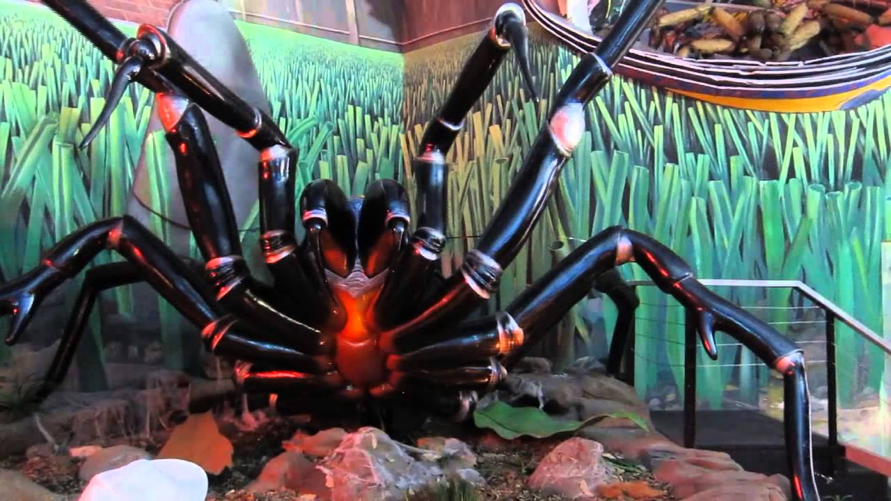 Australian Reptile Park - Spider World