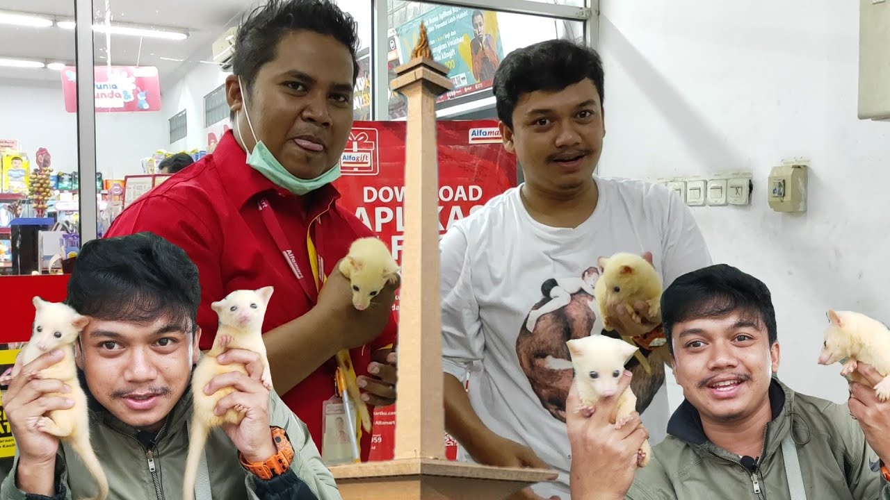 ANTAR DUA EKOR MUSANG PUTIH KE SULTAN  JAKARTA!!!