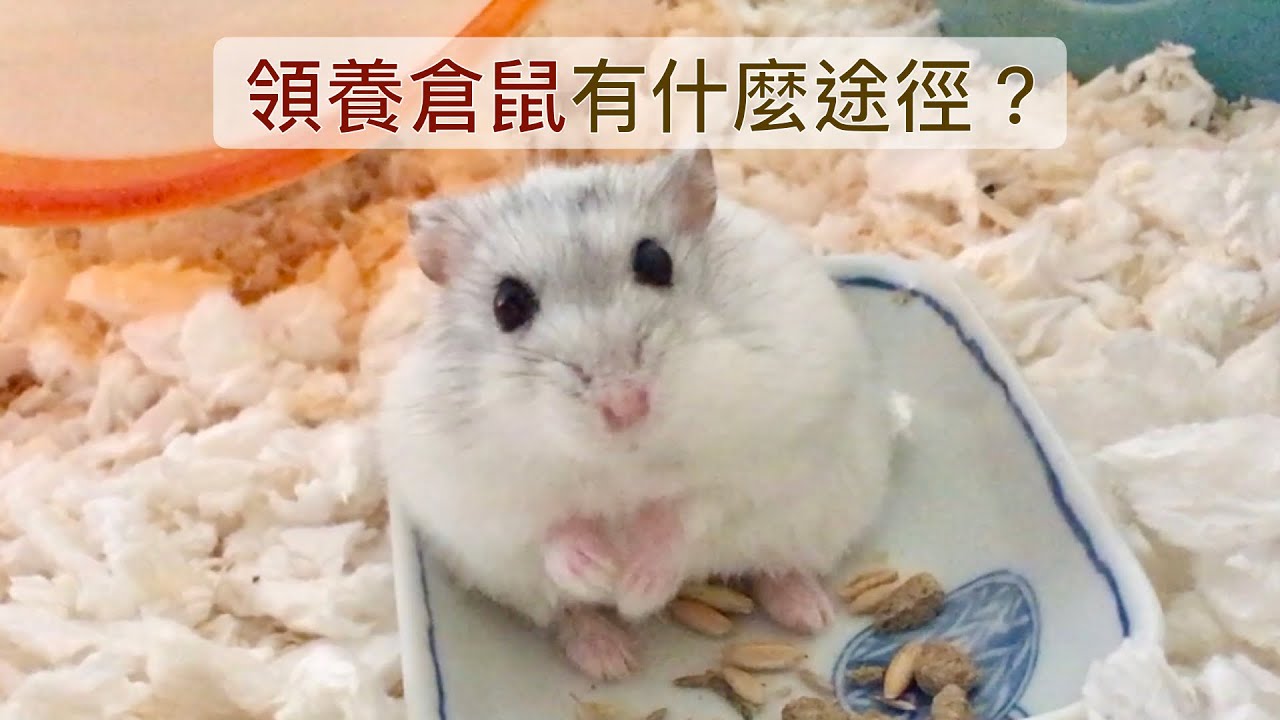 領養倉鼠一定免費嗎？有什麼途徑領養？自家繁殖者可靠嗎？