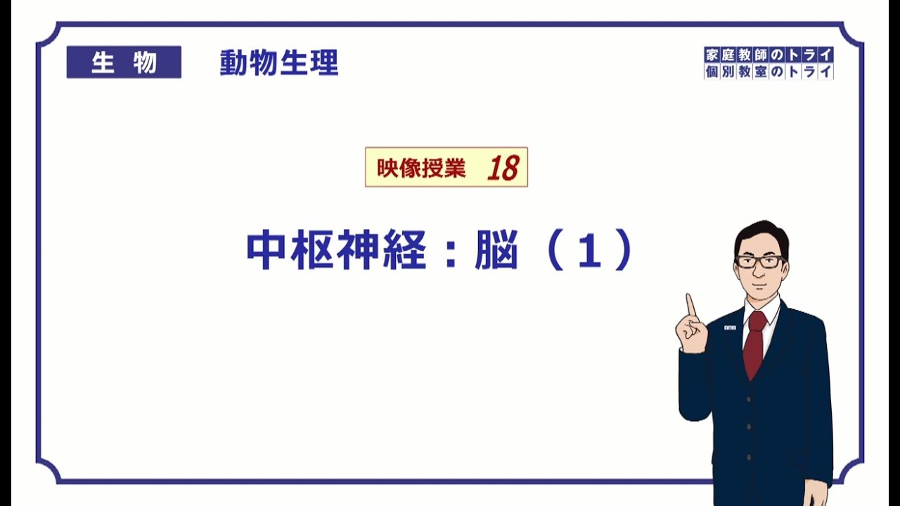 【高校生物】　動物生理18　中枢神経：脳（１）（１８分）