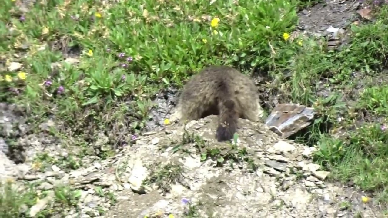 marmots dig burrow, crete de la perche