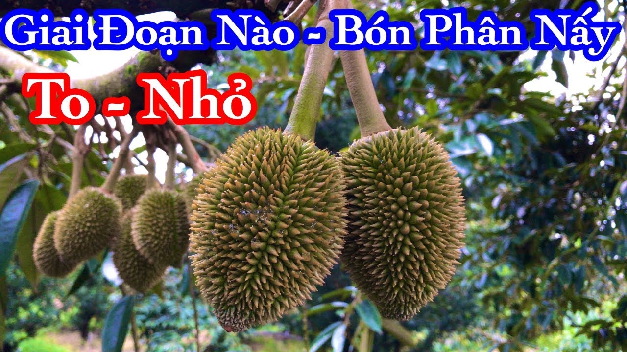 Bón Phân Nuôi Trái Sầu Riêng - Giai Đoạn nào Thì Bón Phân Nấy Nhe Mọi Người | Thịnh Sầu Riêng