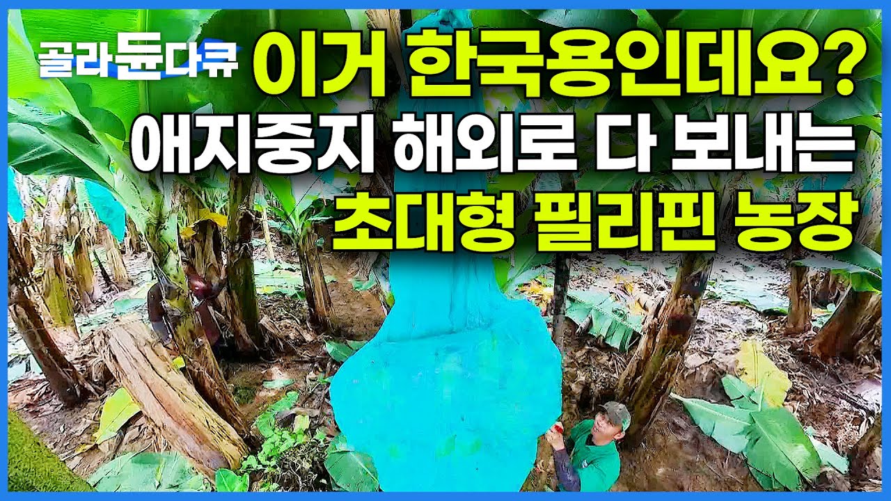 잘 키워서 전부 수출하는 필리핀의 초대형 농장│바나나 농장의 모든 것│극한직업│#골라듄다큐