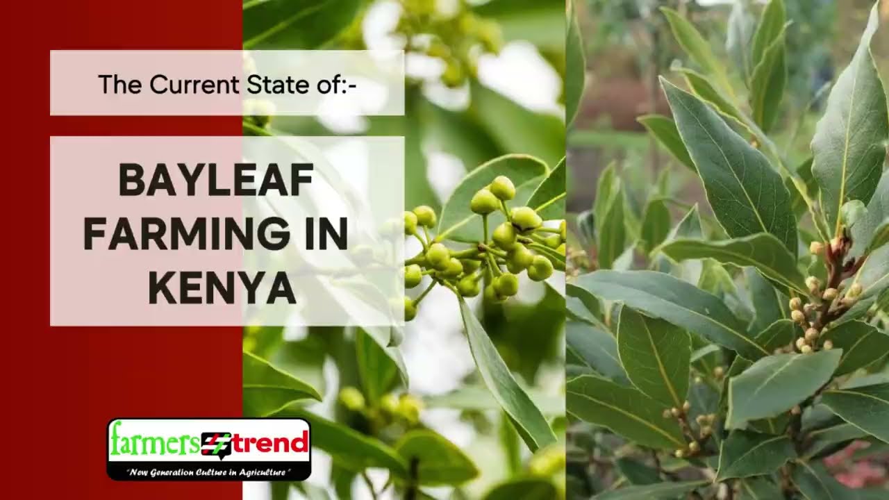 BayLeaf Farming In Kenya: The Current State Of The Industry
