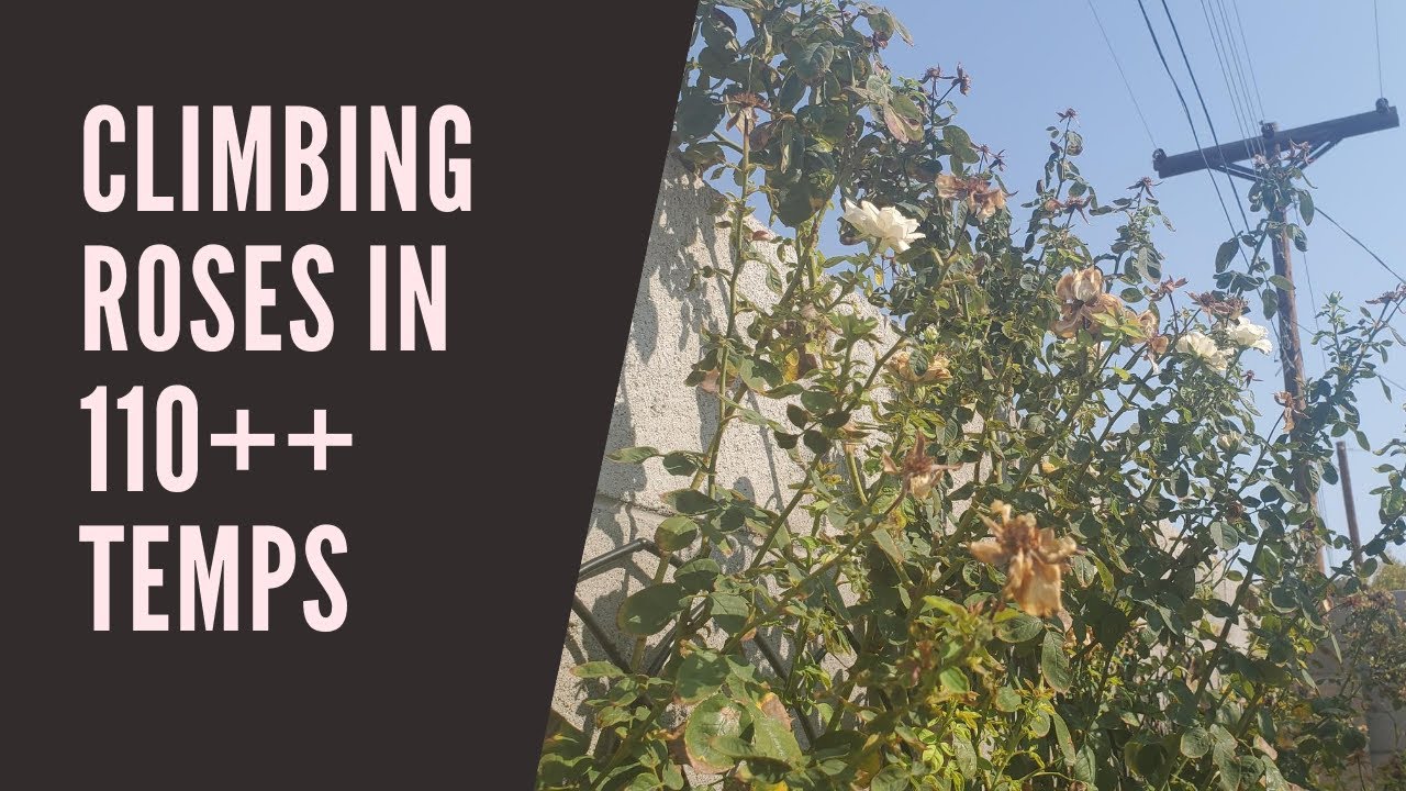 Climbing Roses in 110+ Heat in the Sonoran Desert in Phoenix Arizona