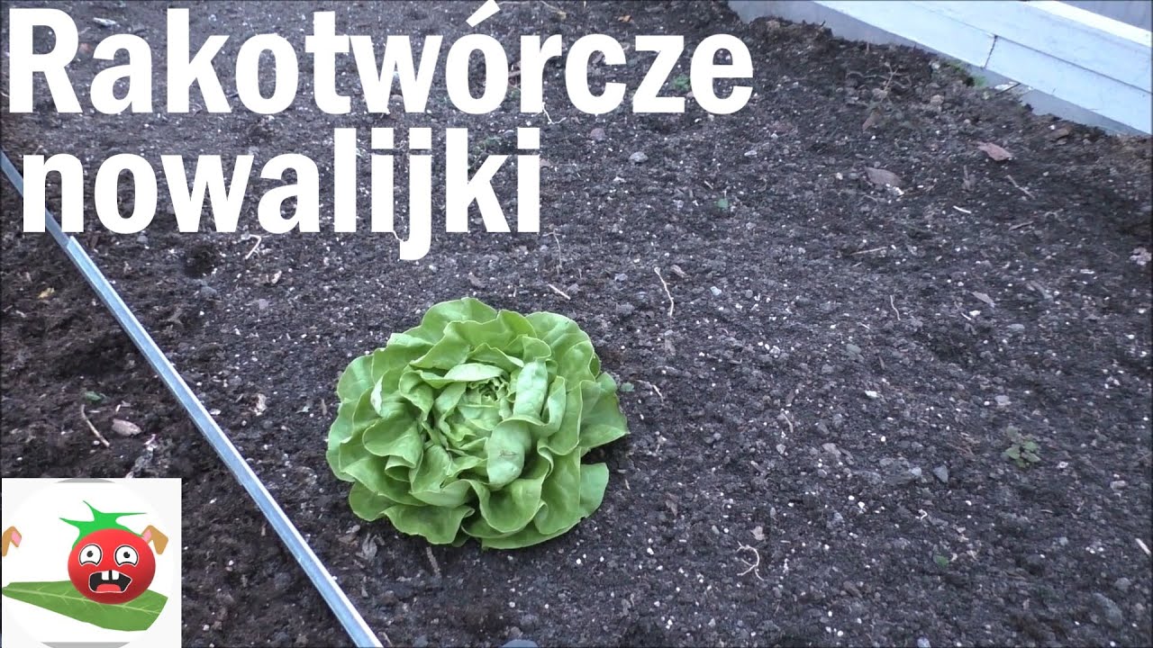 Jak siać rakotw&oacute;rcze nowalijki