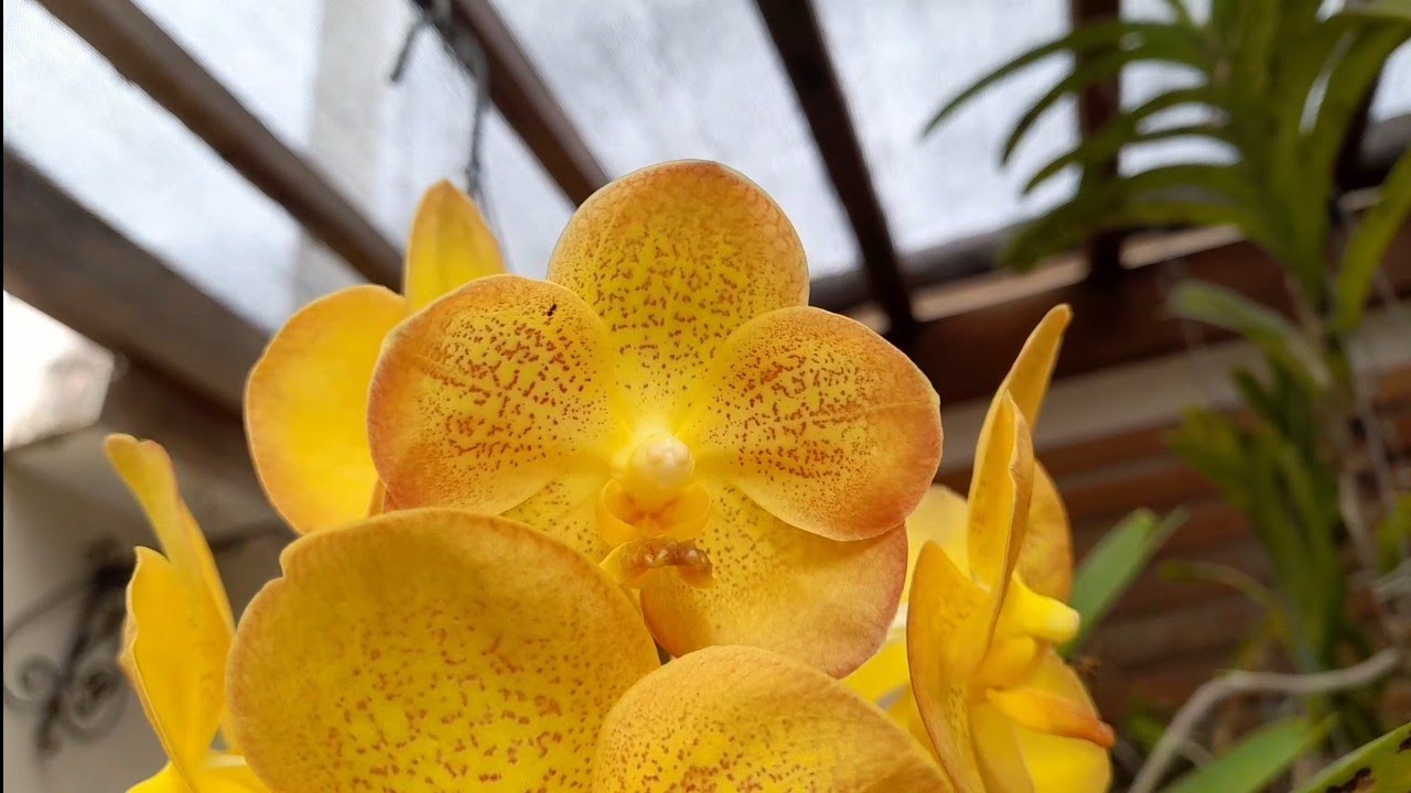 Duração das flores dessas orquídeas!#cyrtopodium #vanda #maikai #flava #encyclia #Gatum #dendrobium 