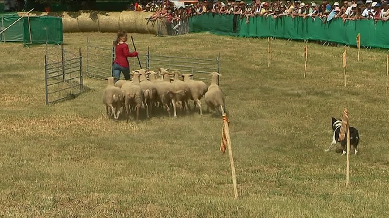 Pyrénées-Orientales : une femme s’impose au concours des chiens de berger