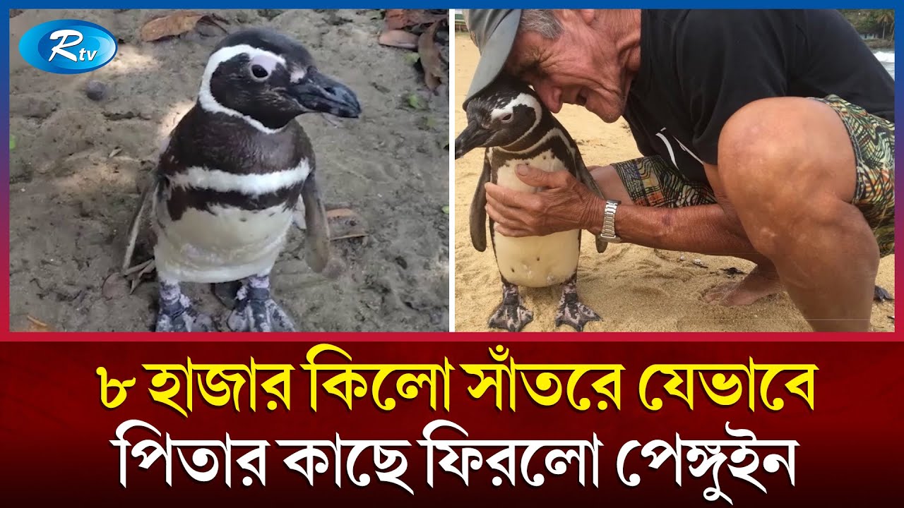৮ হাজার কিলোমিটার সাঁতরে মানব পিতার কাছে ফিরলো পেঙ্গুইন | Penguin | Father | Gratefulness | Rtv