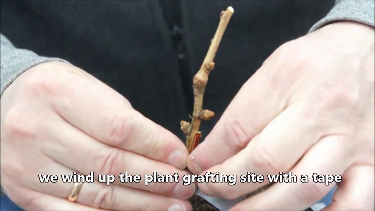 Successful spring grafting of the Ginkgo biloba in the St. Petersburg Botanical Garden.