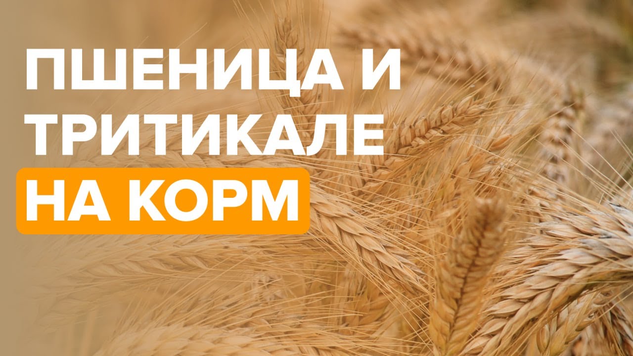Пшеница и тритикале на корм