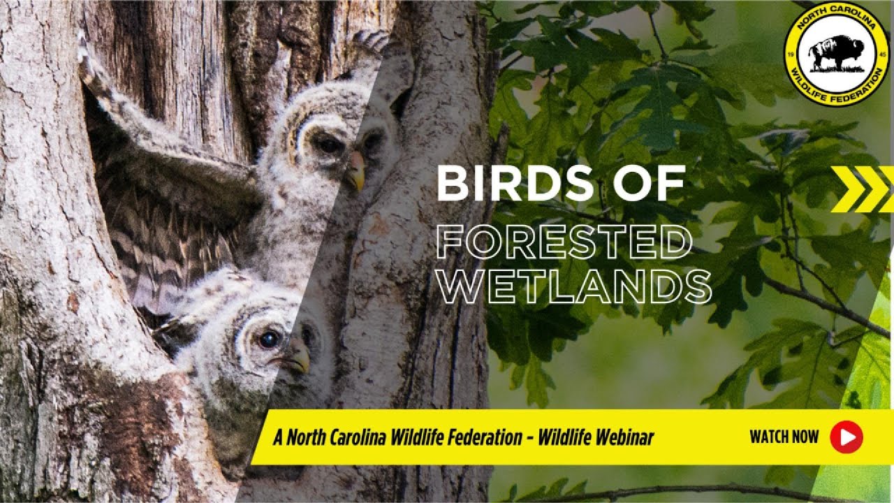Birds of Forested Wetlands - NC Wildlife Federation