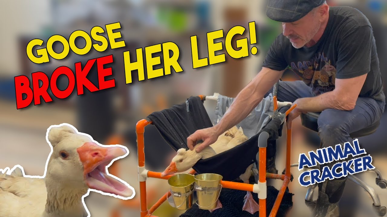 RESCUE GOOSE REHABBING BROKEN LEG 🦆 QUICK CHIRO CHECK UP