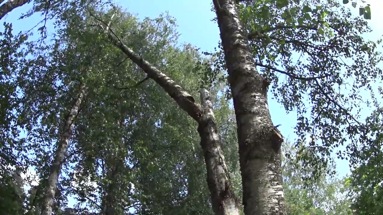 Metsolan Mets&auml;koulu 290 - Myrskykonkelon purkutekniikka