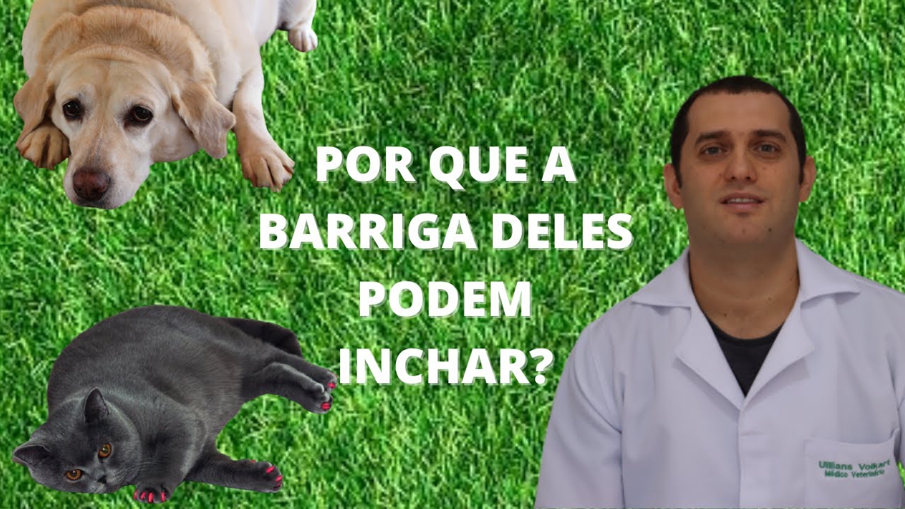 7 causas de barriga inchada em cães e gatos