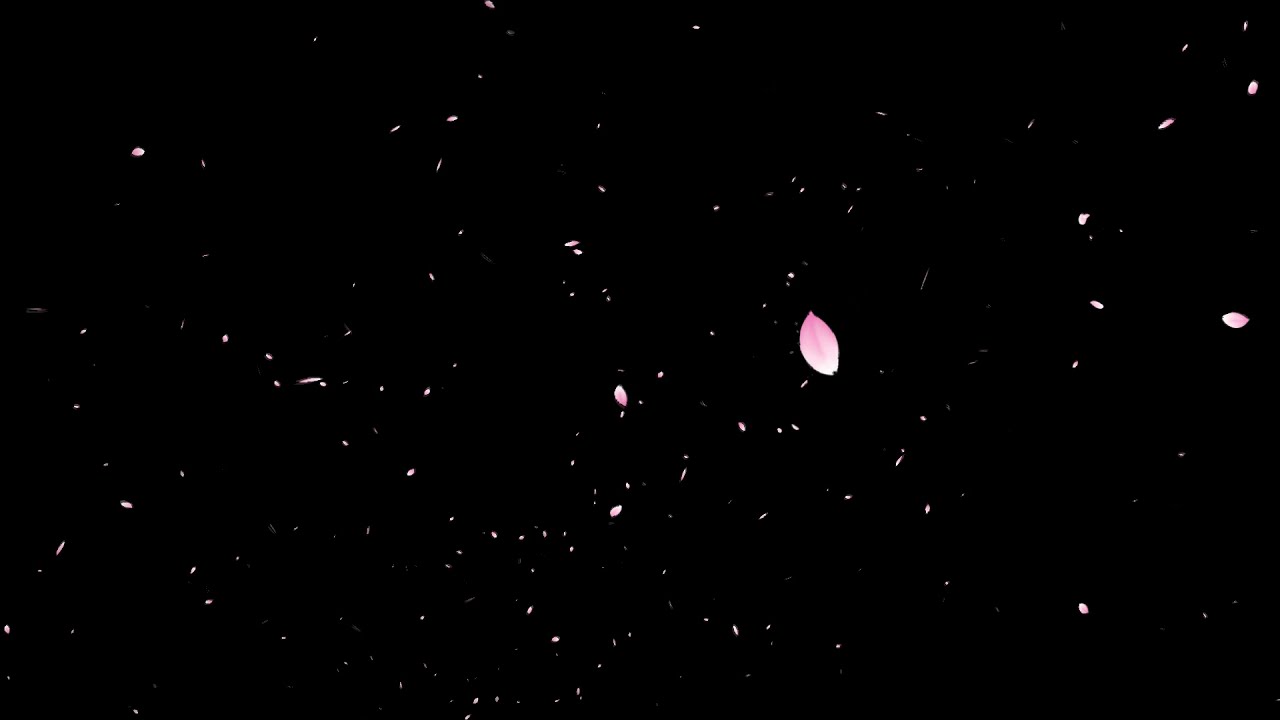 Falling Small Cherry Blossom Petals Effect 🌸 Black Background 1080p60fps「Type 1」