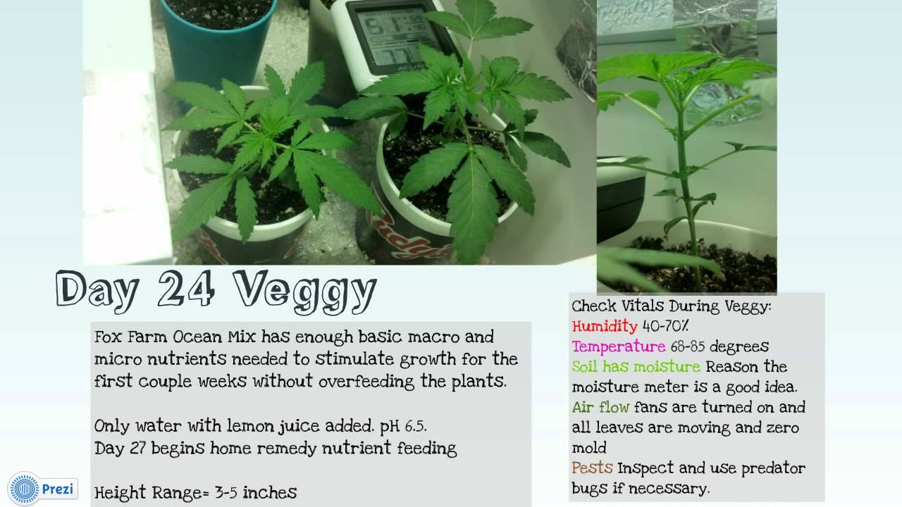 How to Grow Organic Marijuana; Cheap and Effective