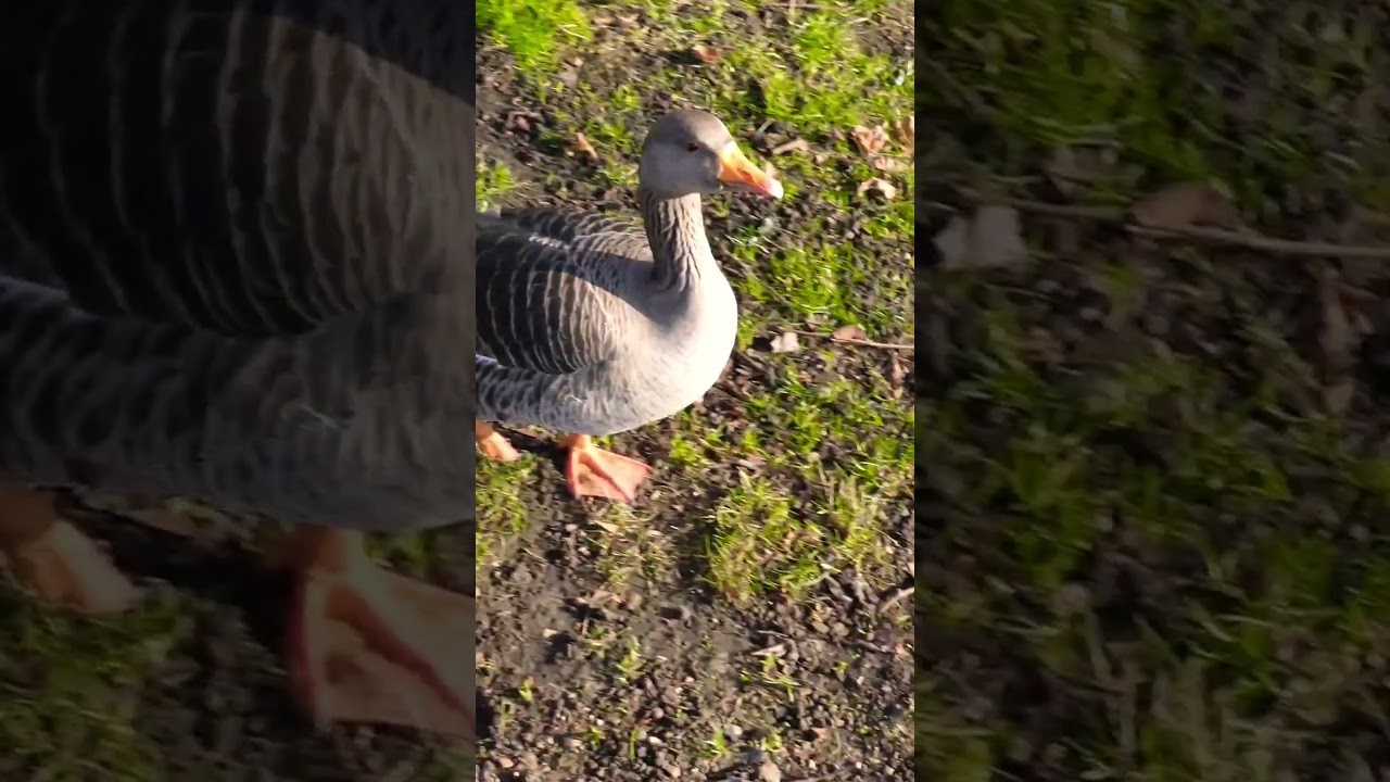 Graylag Goose (Anser anser) in St Jame's Park, London #birds #london