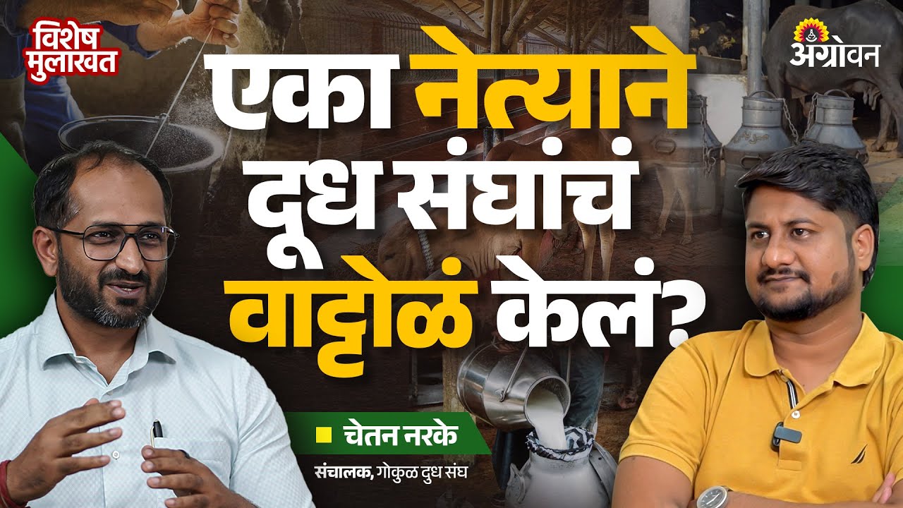 Dairy in Maharashtra : केंद्र आणि राज्य सरकार दुग्ध व्यवसायाला उभारी कशी देणार? | Agrowon