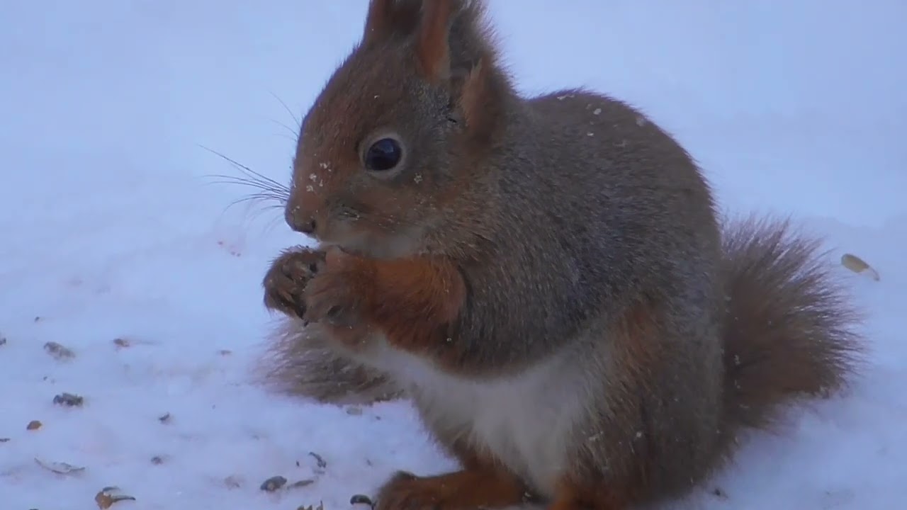BULLFINCH, SQUIRREL AND COAL TIT, DOMPAP, EKORN OG SVARTMEIS.  Norge. NORWAY.  JANUARY 26.